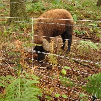 EuroNetz Wildschwein Netz, weiß