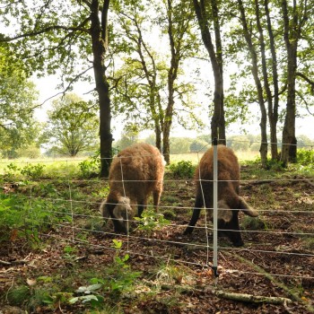 EuroNetz Wildschwein Netz, weiß