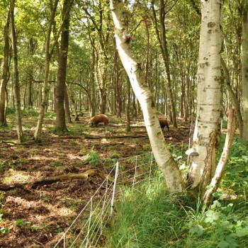 EuroNetz Wildschwein Netz, weiß