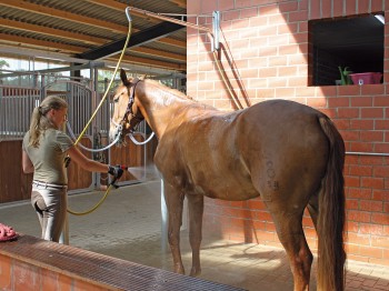 Pferdeabspritzdusche Variabel